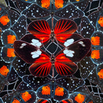 Charger l&#39;image dans la galerie, Ma rosace de papillons - Pura Vida -
