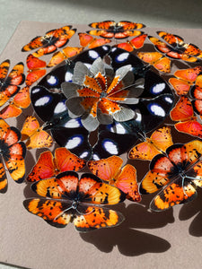 Rosace de papillons - Rainbow Nation Orange jus - Petit modèle