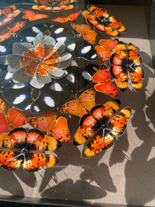 Rosace de papillons - Rainbow Nation Orange jus - Petit modèle