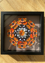 Charger l&#39;image dans la galerie, Rosace de papillons - Rainbow Nation Orange jus - Petit modèle
