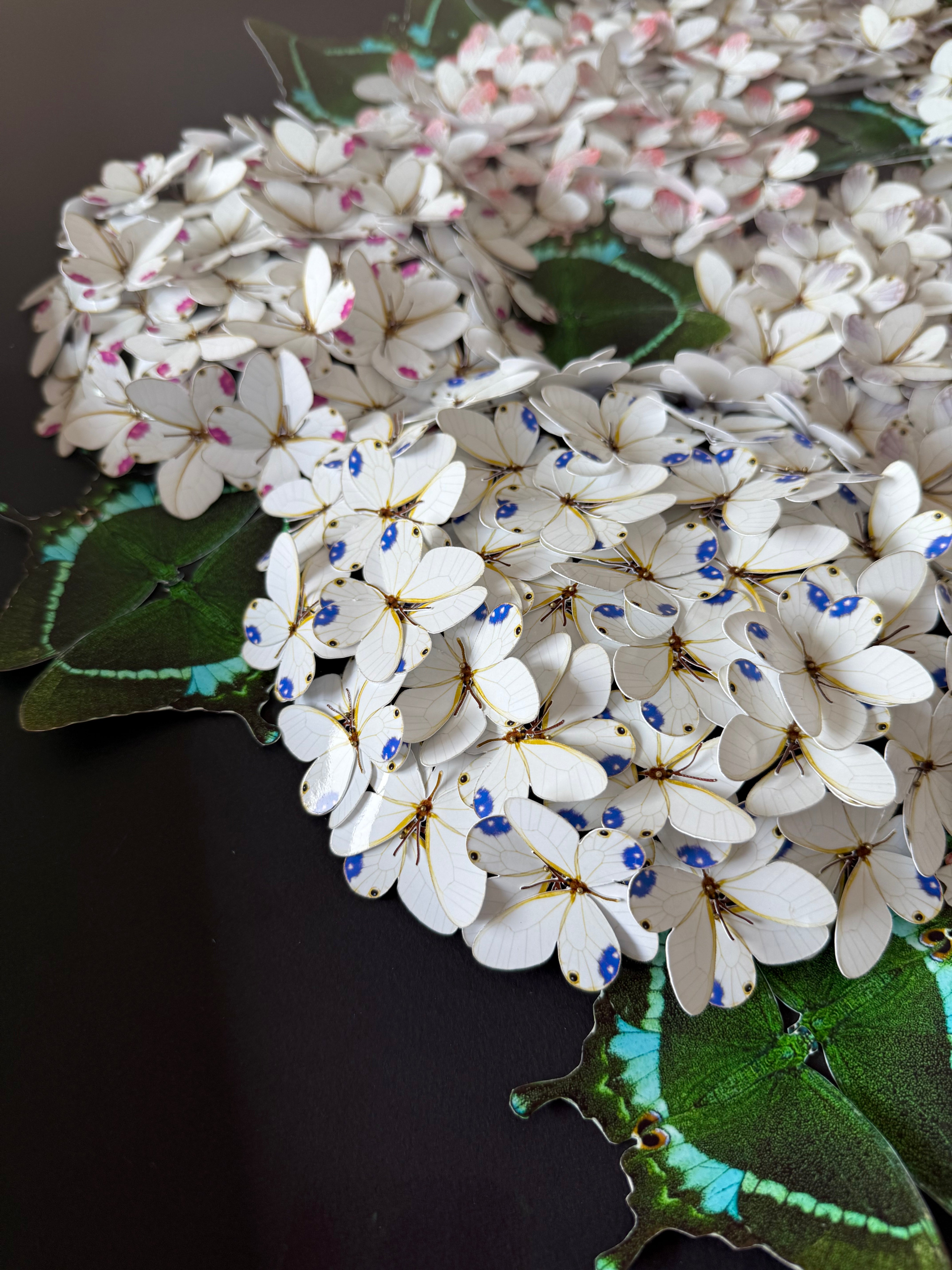 Bloomea Hortensias