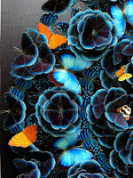 Charger l'image dans la galerie, Sanctuaire marin
