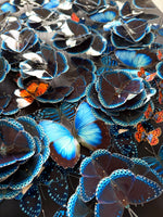 Charger l'image dans la galerie, Sanctuaire marin
