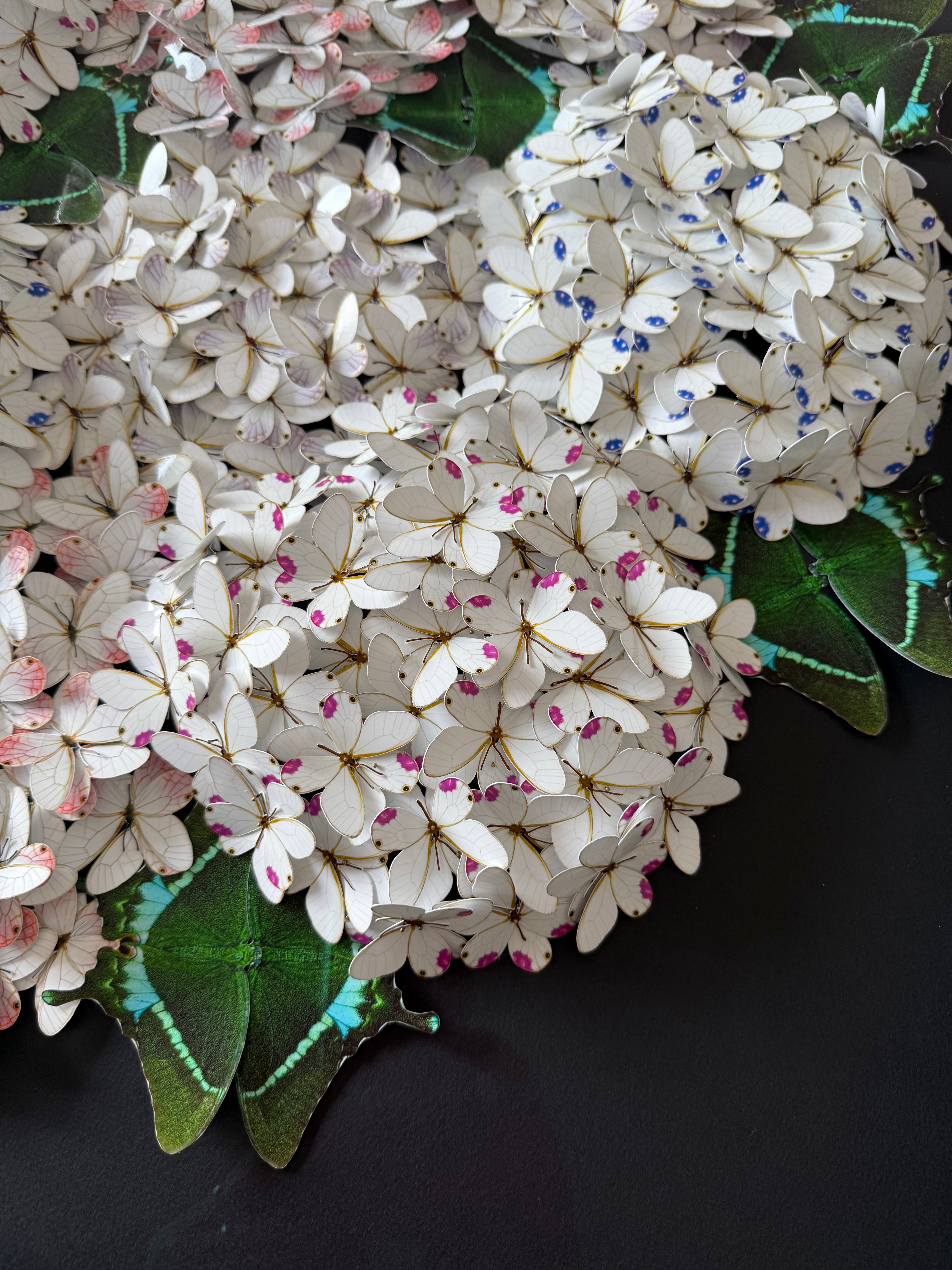 Bloomea Hortensias