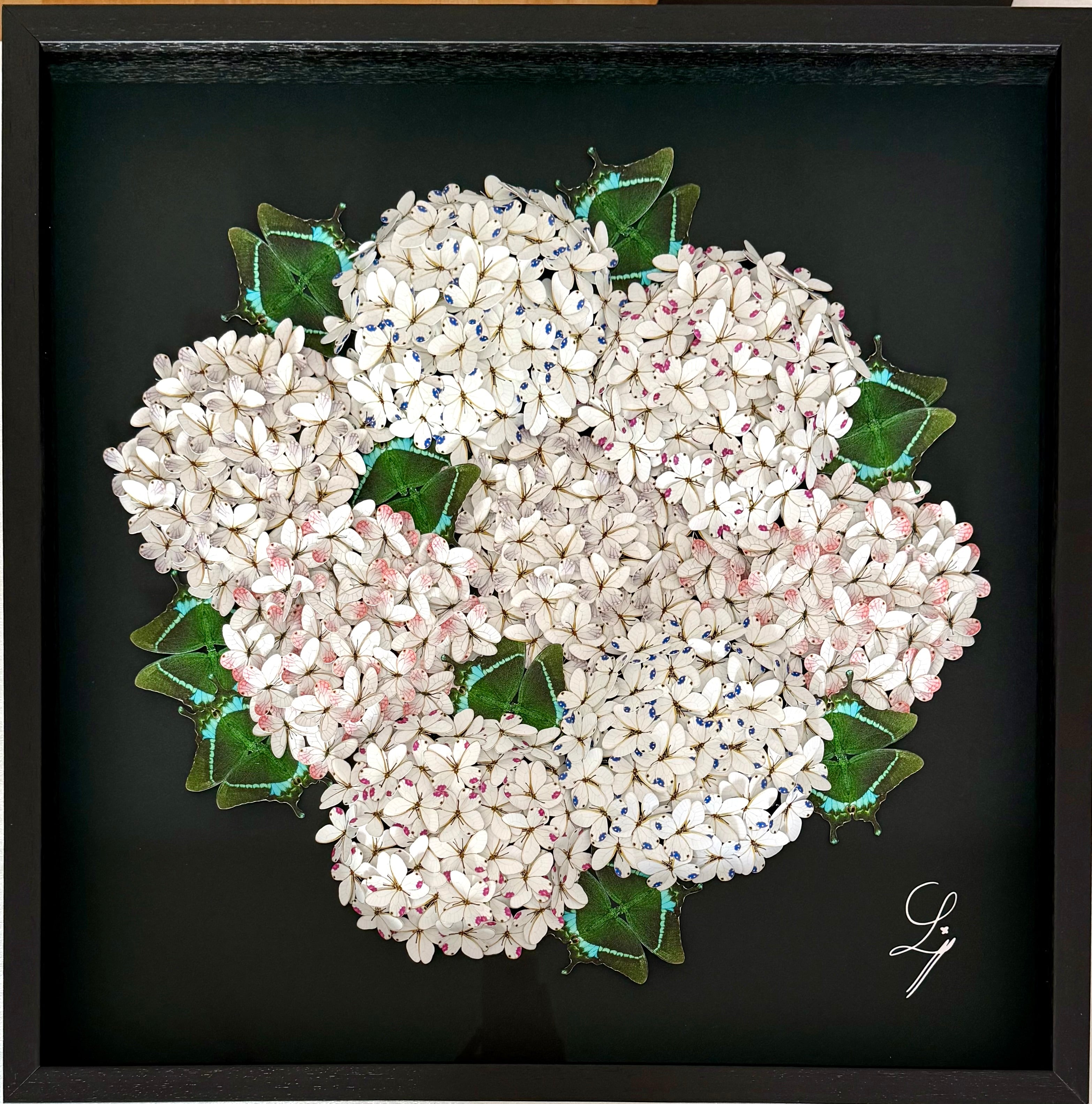 Bloomea Hortensias