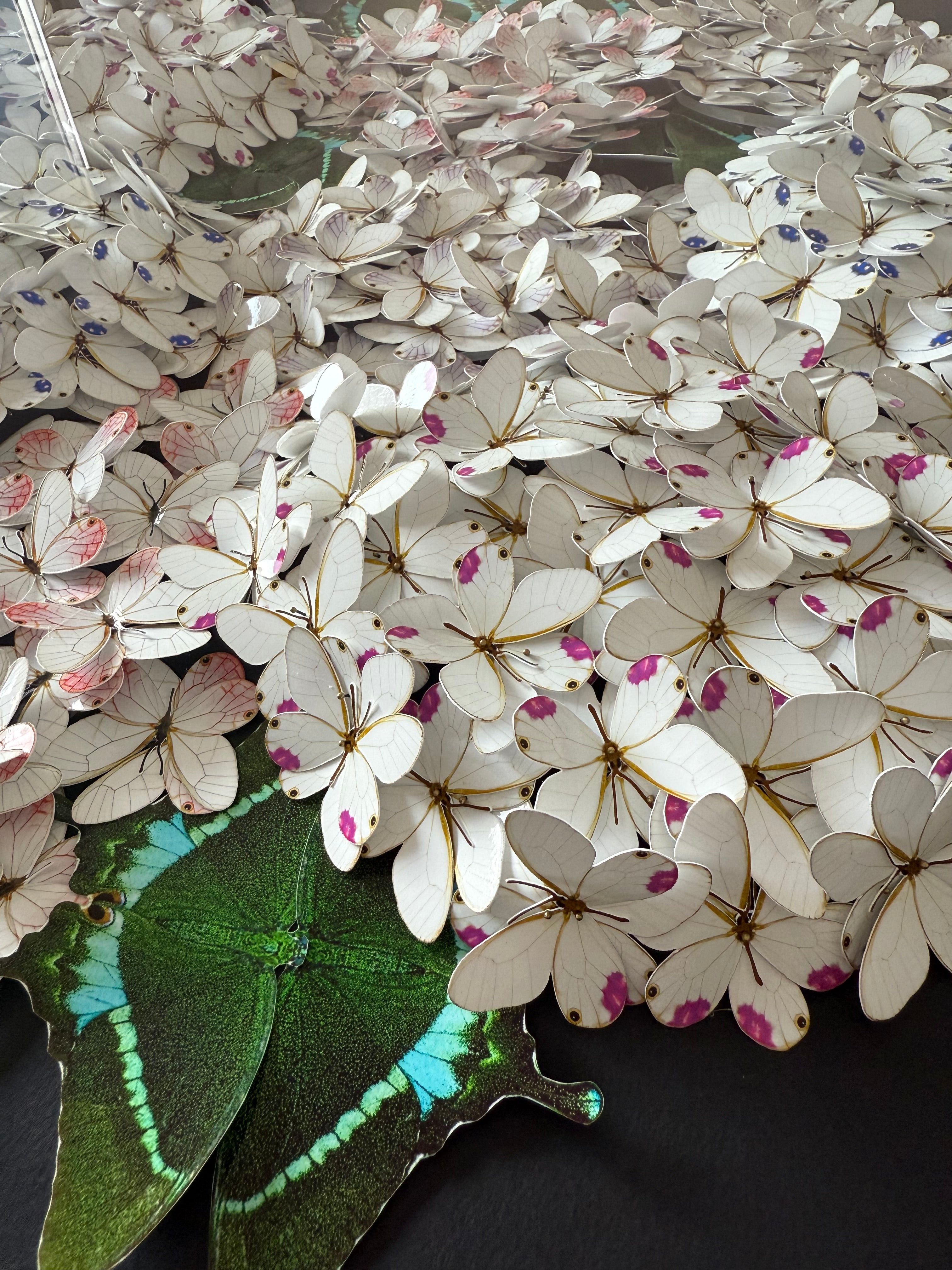 Bloomea Hortensias