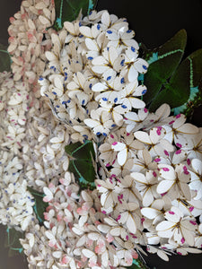 Bloomea Hortensias