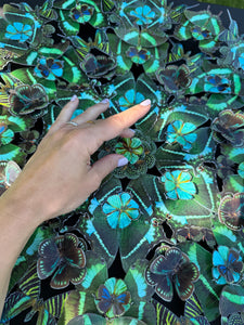 Paonpillons