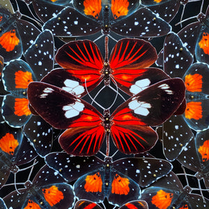 Mandala de papillons - Pura Vida
