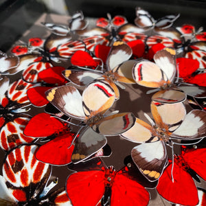 Mandala de papillons - Tarte aux fraises et chocolat - Petit modèle