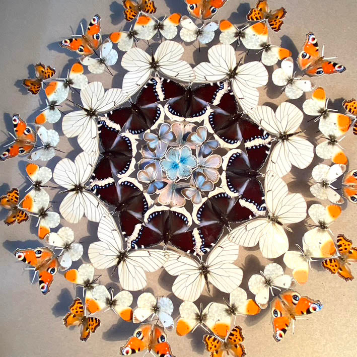 Mandala de papillons - Cerdagne