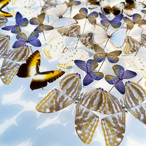 Rosace de papillons - Anis étoilé