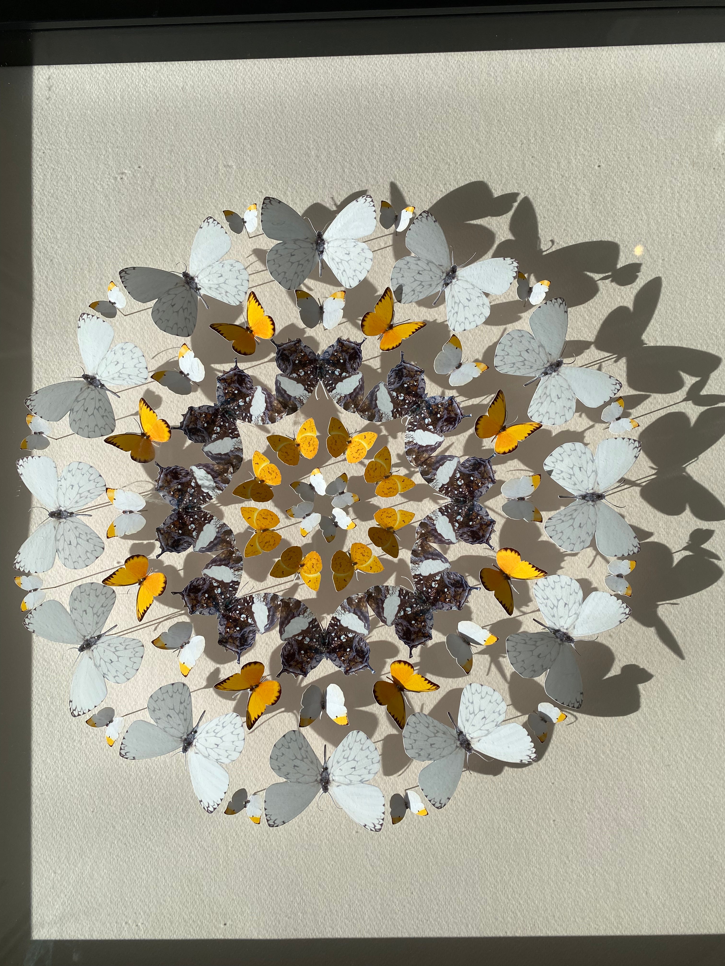 Mandala de papillons - Envolée - Corbeille d'Argent