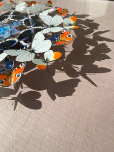 Rosace de papillons - Envolée - France