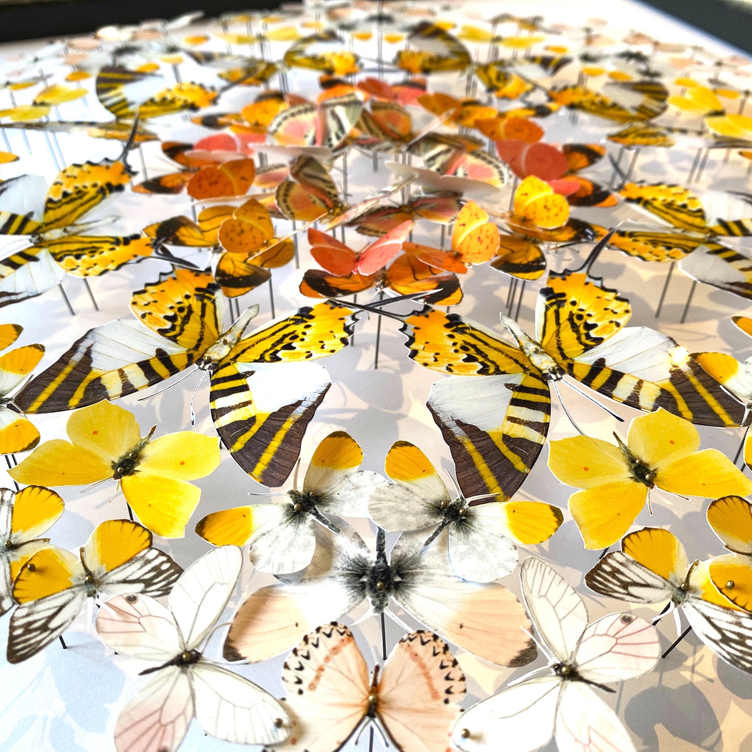 Mandala de papillons - Sunrise