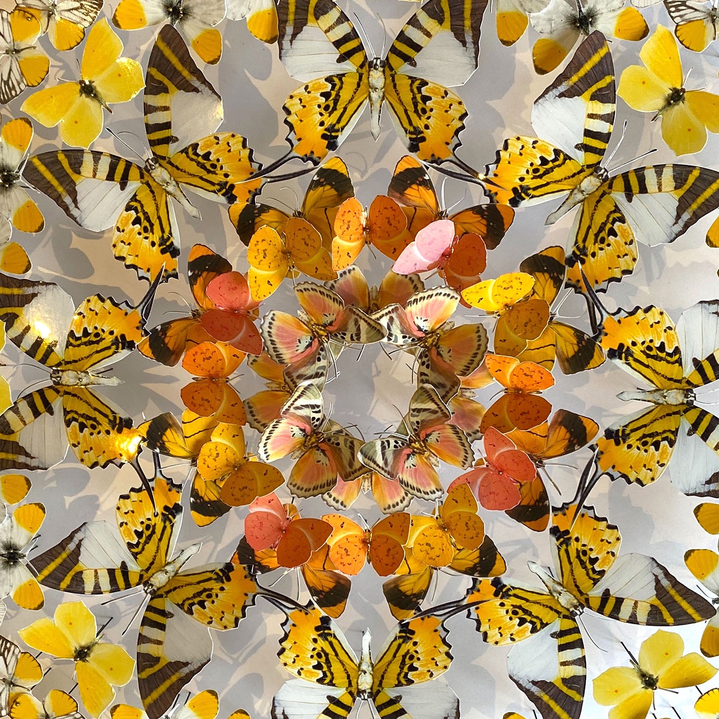 Mandala de papillons - Sunrise